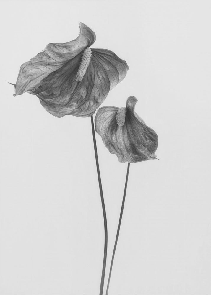 Anthurium | Tableaux sur Toile