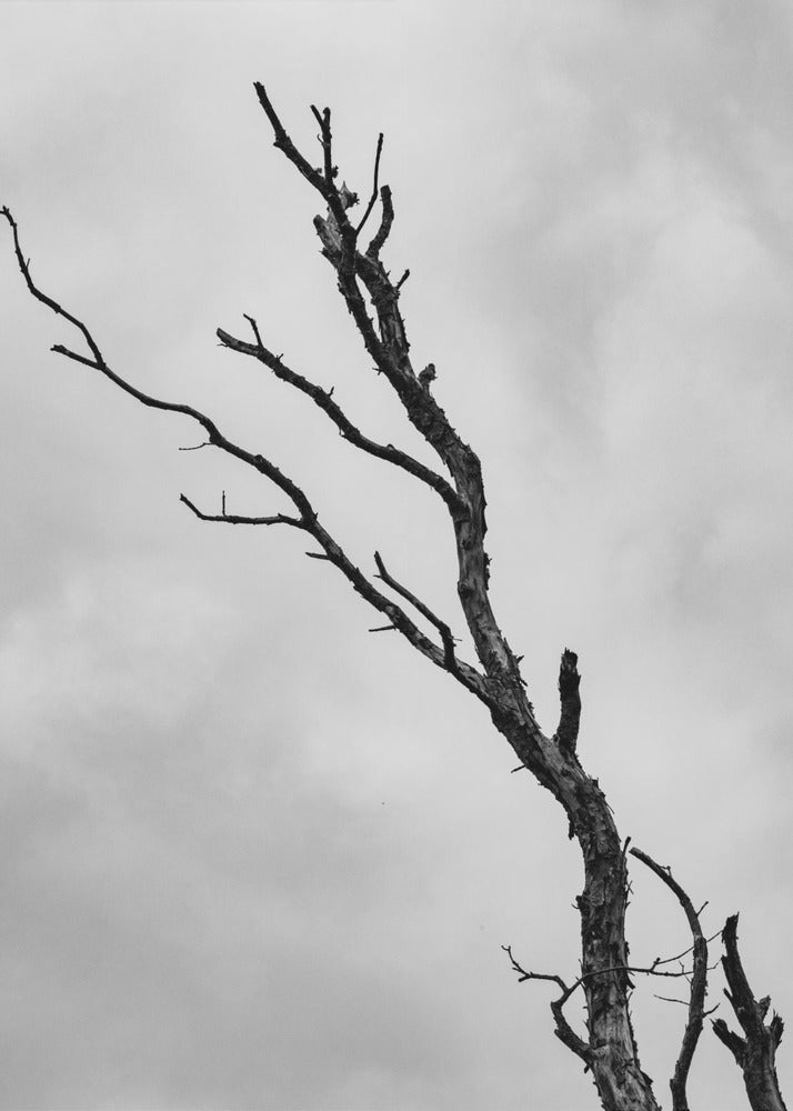 Ich gehe nicht kampflos | Leinwand-Bilder