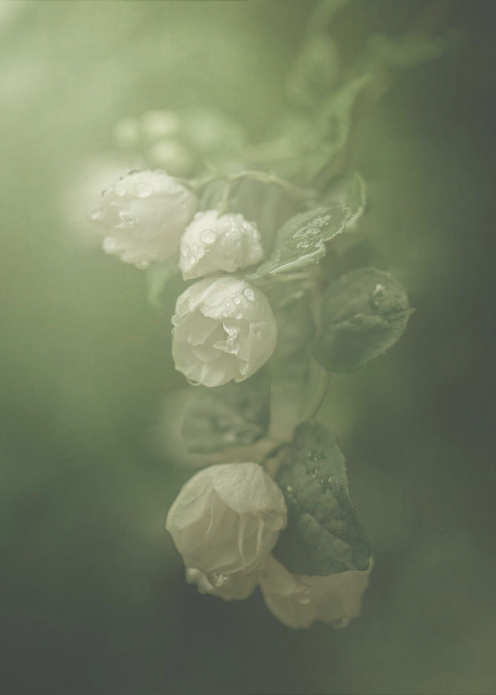Jasmin | Leinwand-Bilder