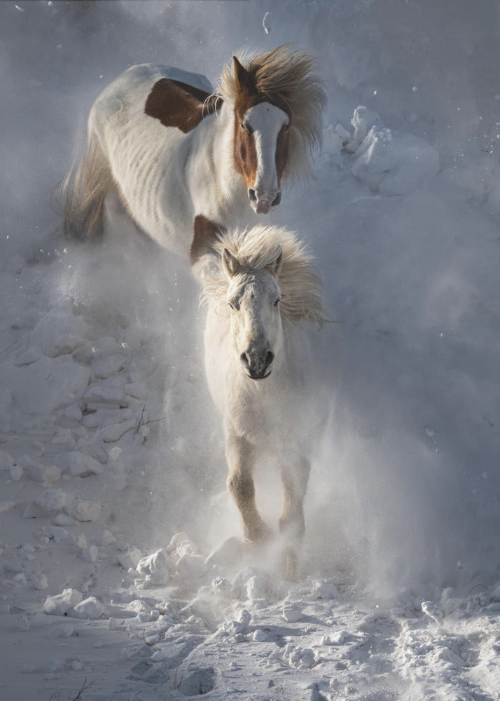 Twee paarden | Canvasprints