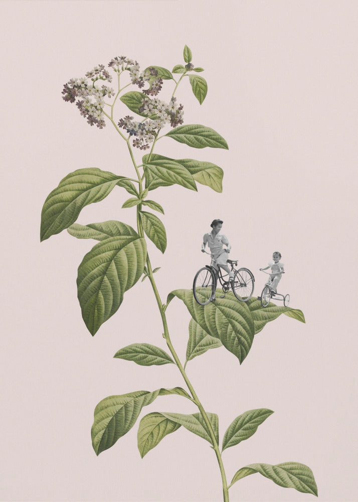 Botanisk cykling | Poster