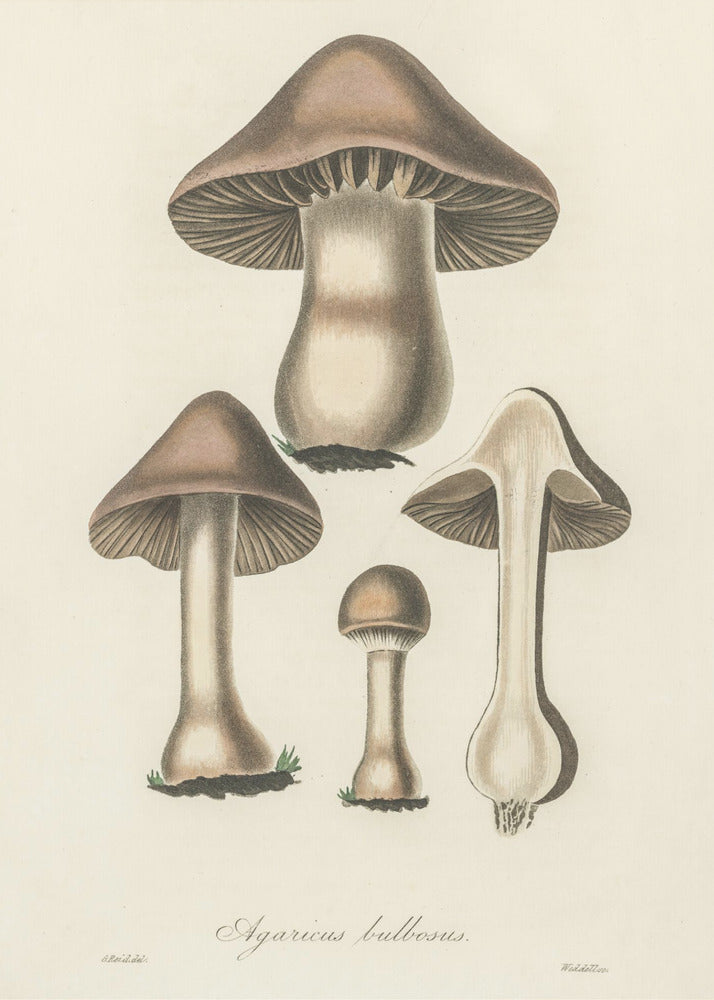 Agaricus Bulbosus -kuvitus. Lääketieteellinen kasvitiede 1836 | Canvastaulut