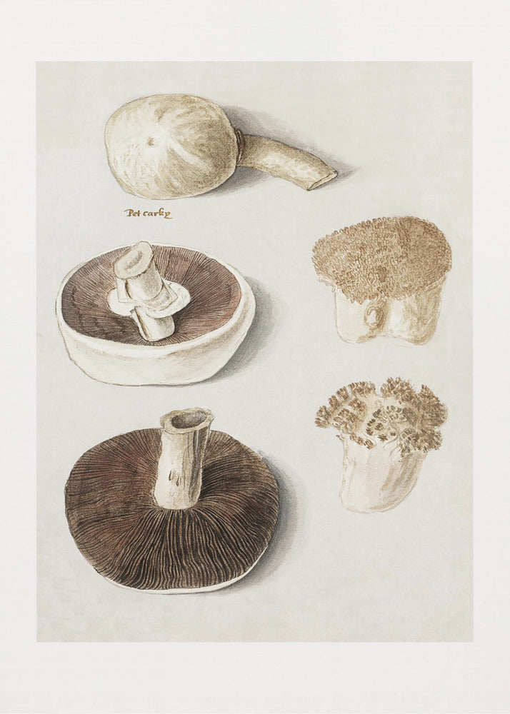 Gewöhnlicher Wiesenchampignon, Agaricus Campestris stehend | Leinwand-Bilder