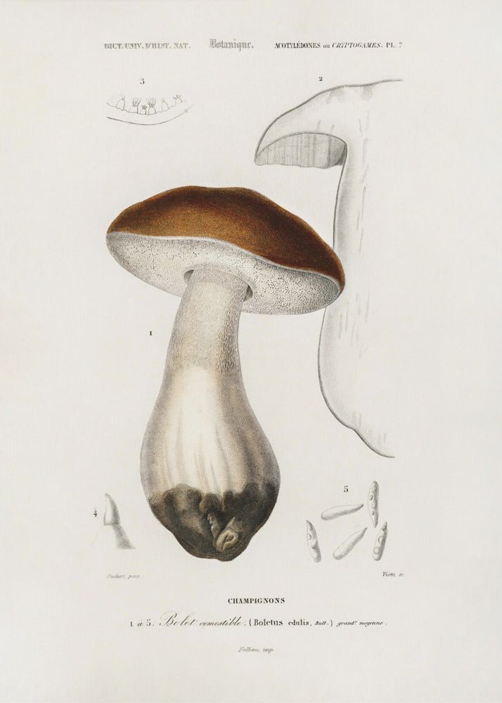 Steinpilz (Boletus Edulis) | Leinwand-Bilder
