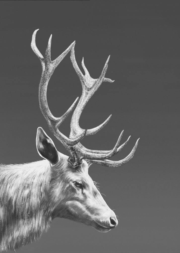 Renne | Tableaux sur Toile