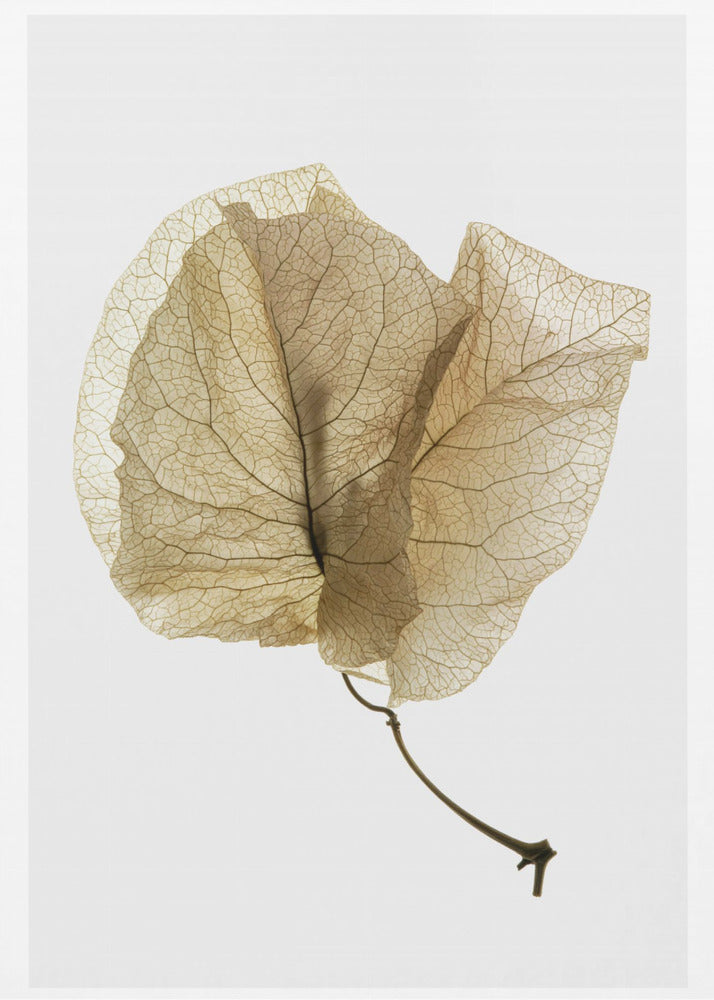 Bougainvillea Study No3 | Canvas