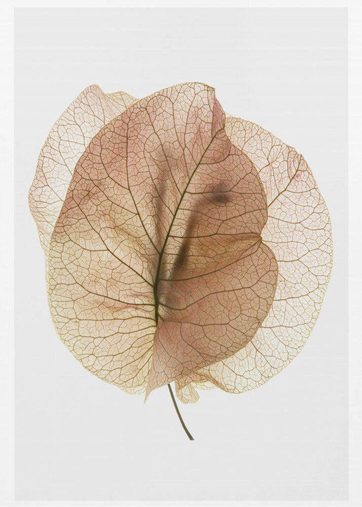 Studium Bougainvillea nr 7 | Wydruki na łótnie