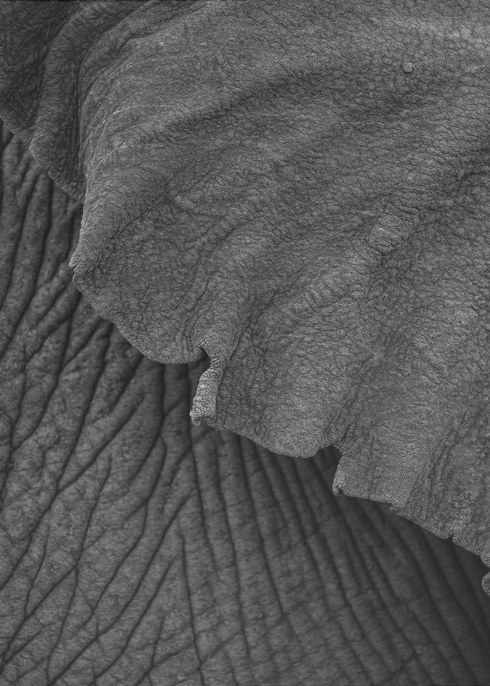 Olifant 02 | Canvas