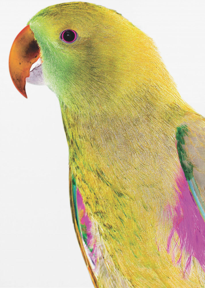 Livfull papegojprofil | Poster