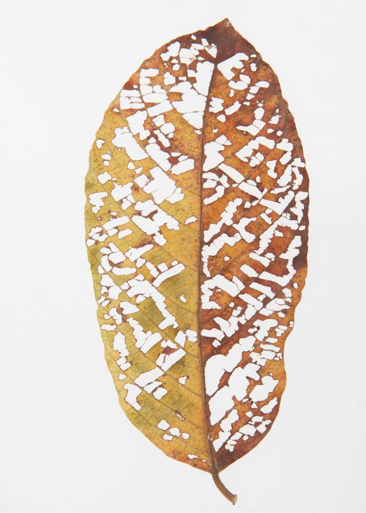 Rainforst Leaf 02 | Canvas
