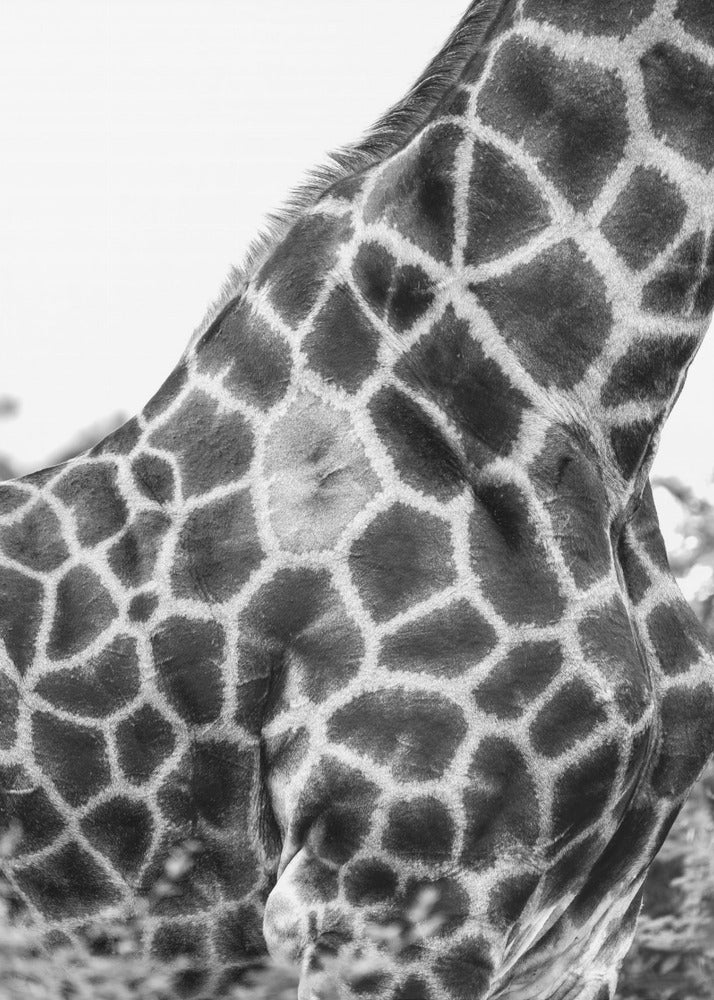 Super Safari No3 | Canvas
