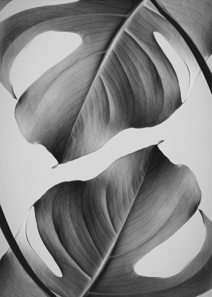 Monstera monochrome | Tableaux sur Toile