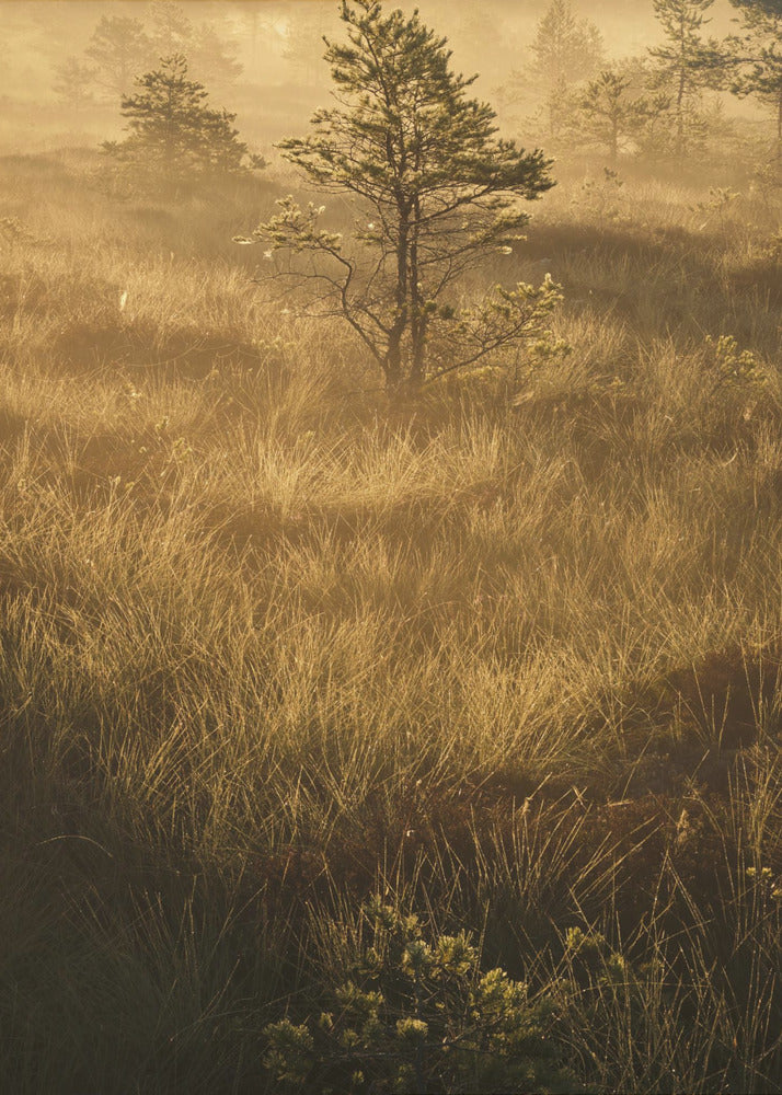 20220809 Dsf8033 | Canvastaulut