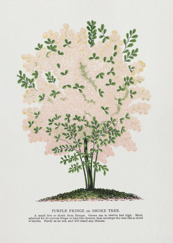 Litografía del árbol con flecos morados | Impresiones en Lienzo
