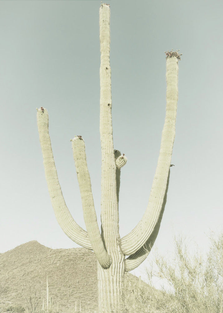 SAGUARO-NATIONALPARK Vintage Riesen-Saguaro | Leinwand-Bilder
