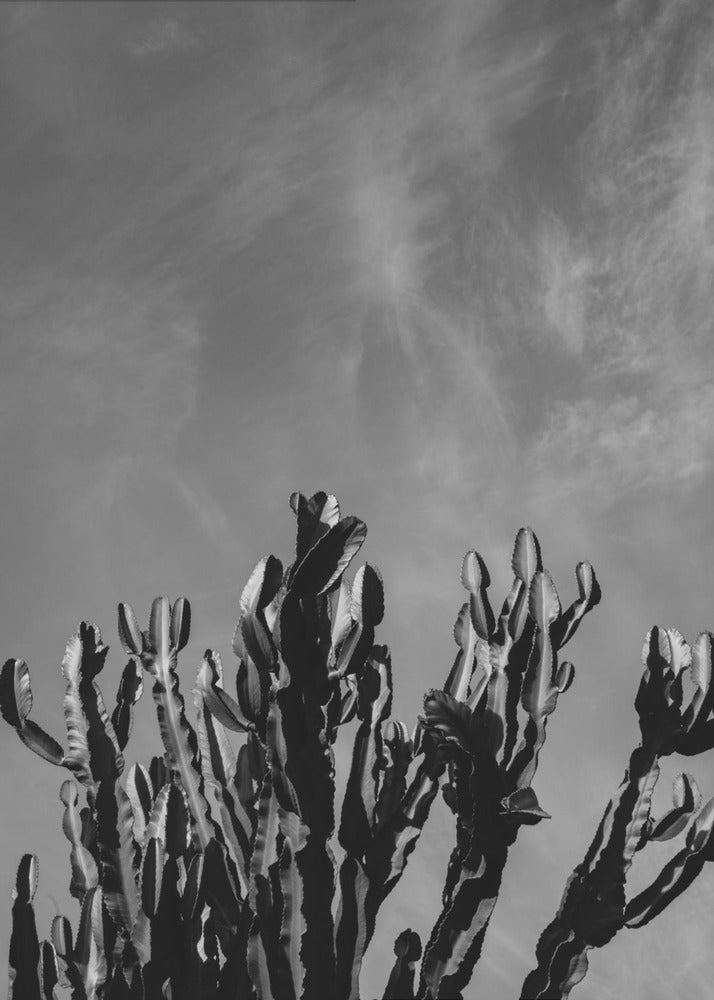 Ciel de cactus monochrome | Tableaux sur Toile