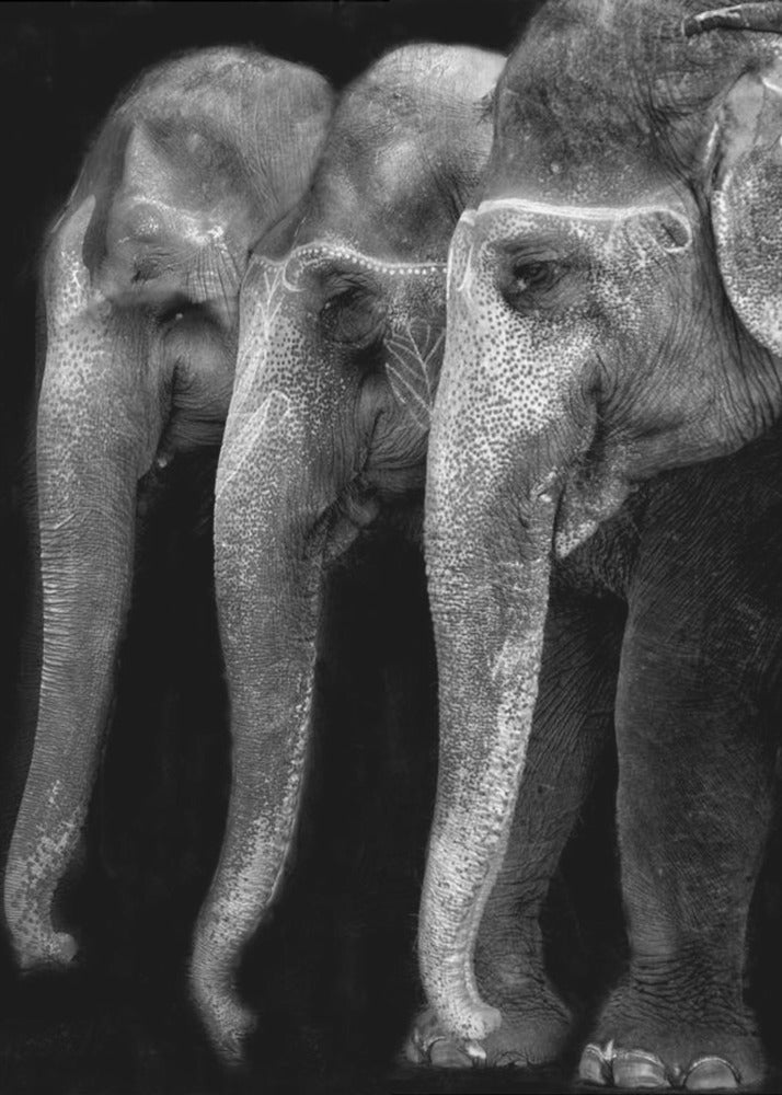 Naturens store mesterværk, en elefant; den eneste harmløse store ting ... | Lærredsbilleder