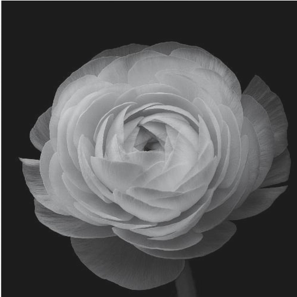 Renoncule | Tableaux sur Toile