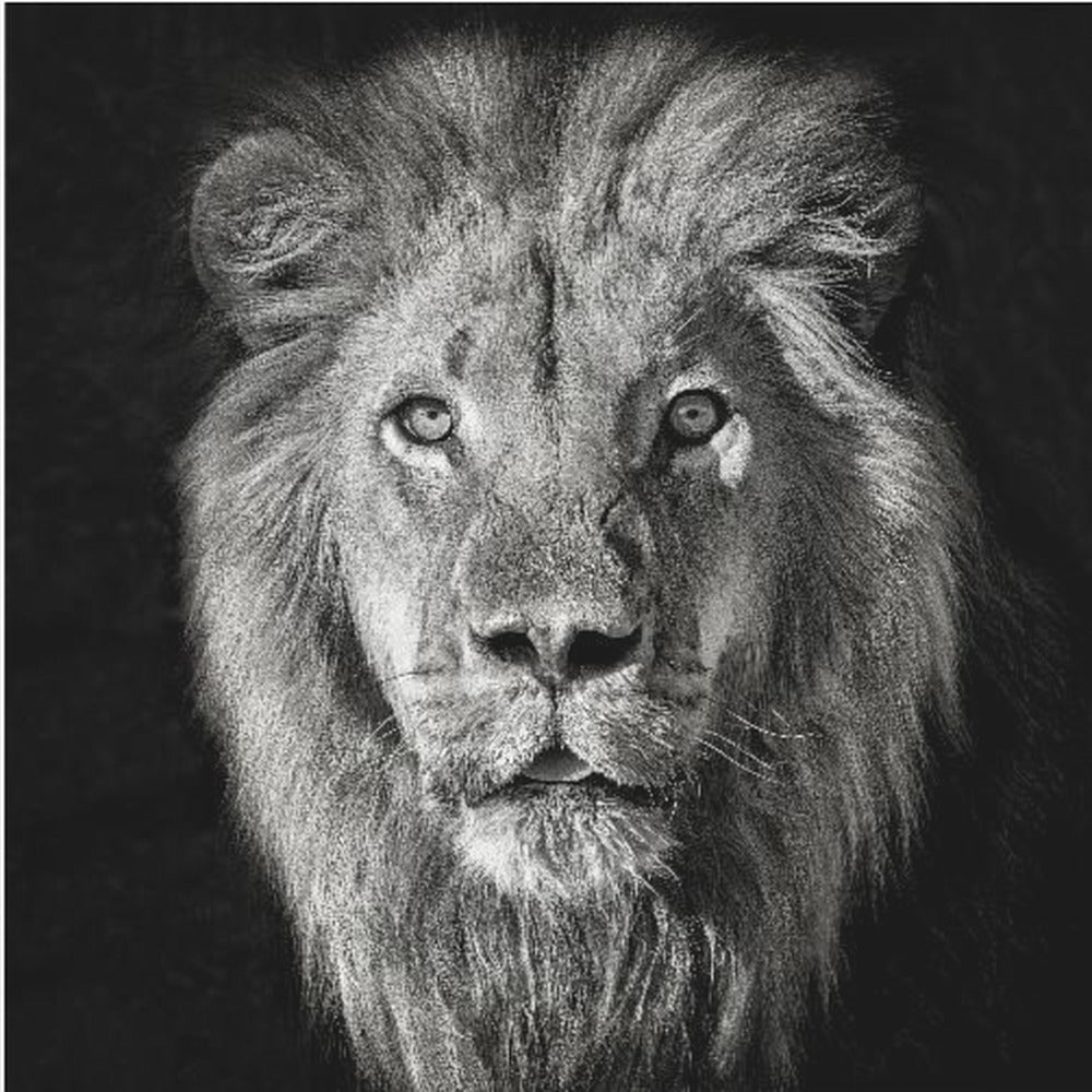 Portrait de lion-Panthera Leo | Tableaux sur Toile