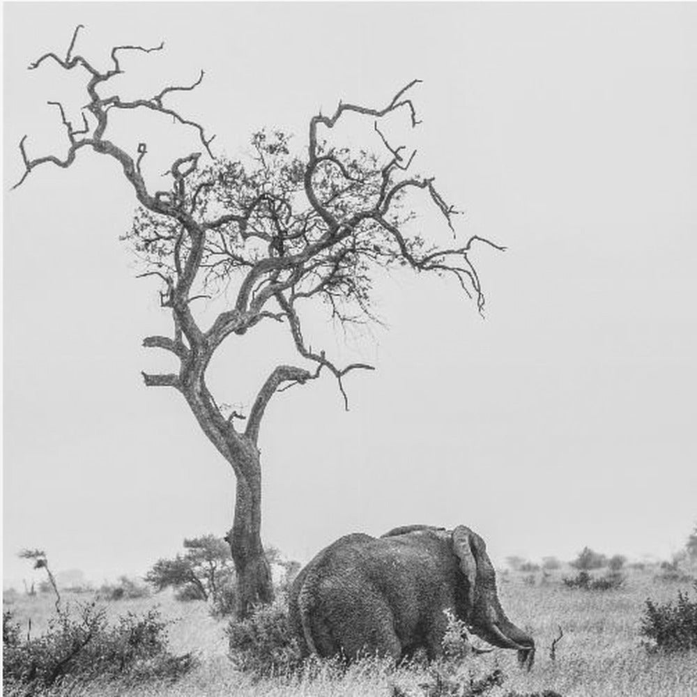 L'albero e l'elefante | Stampe su Tela