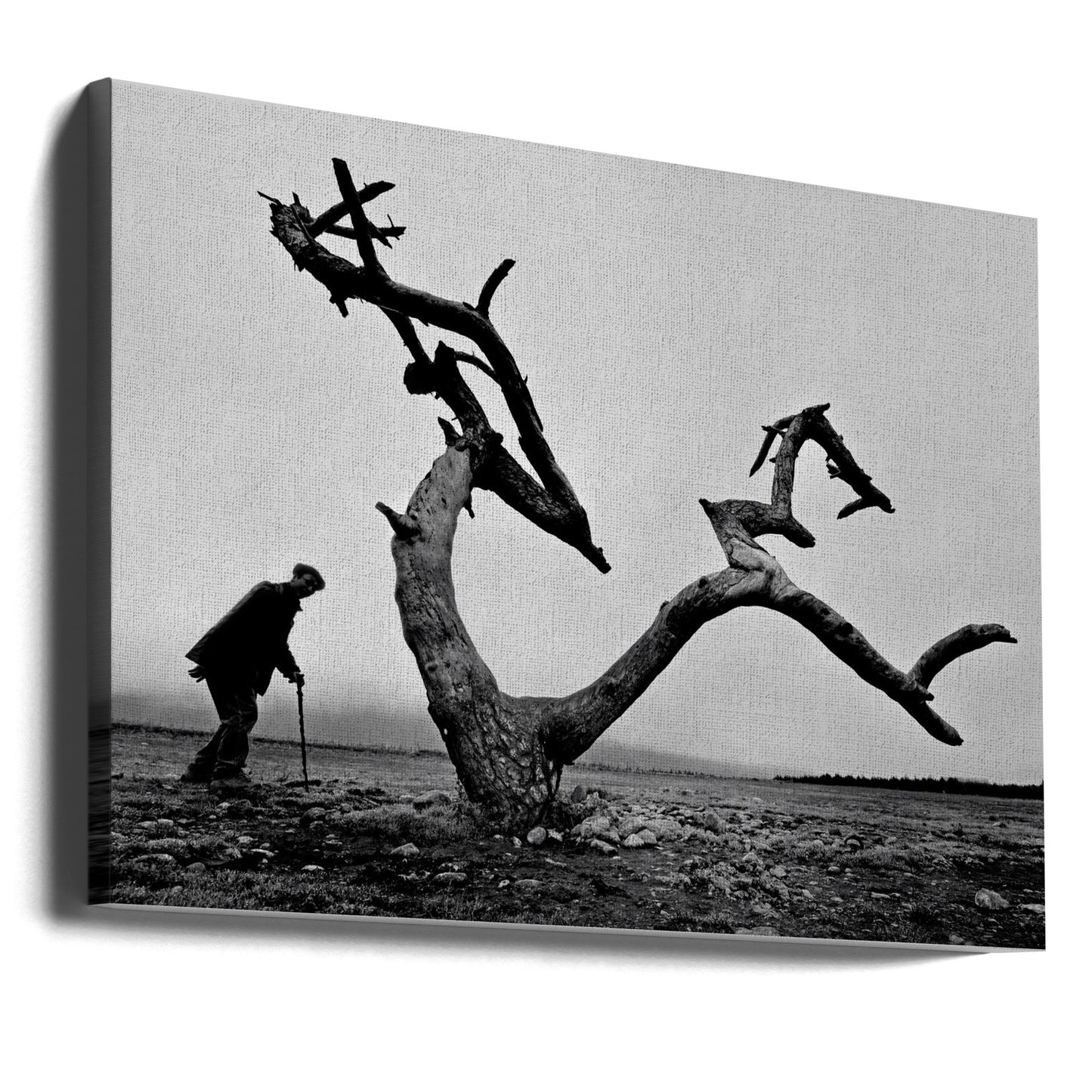 Gammal man och träd | Canvas