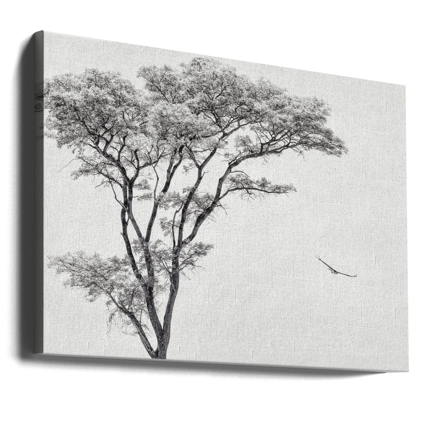den afrikanska örnen | Canvas