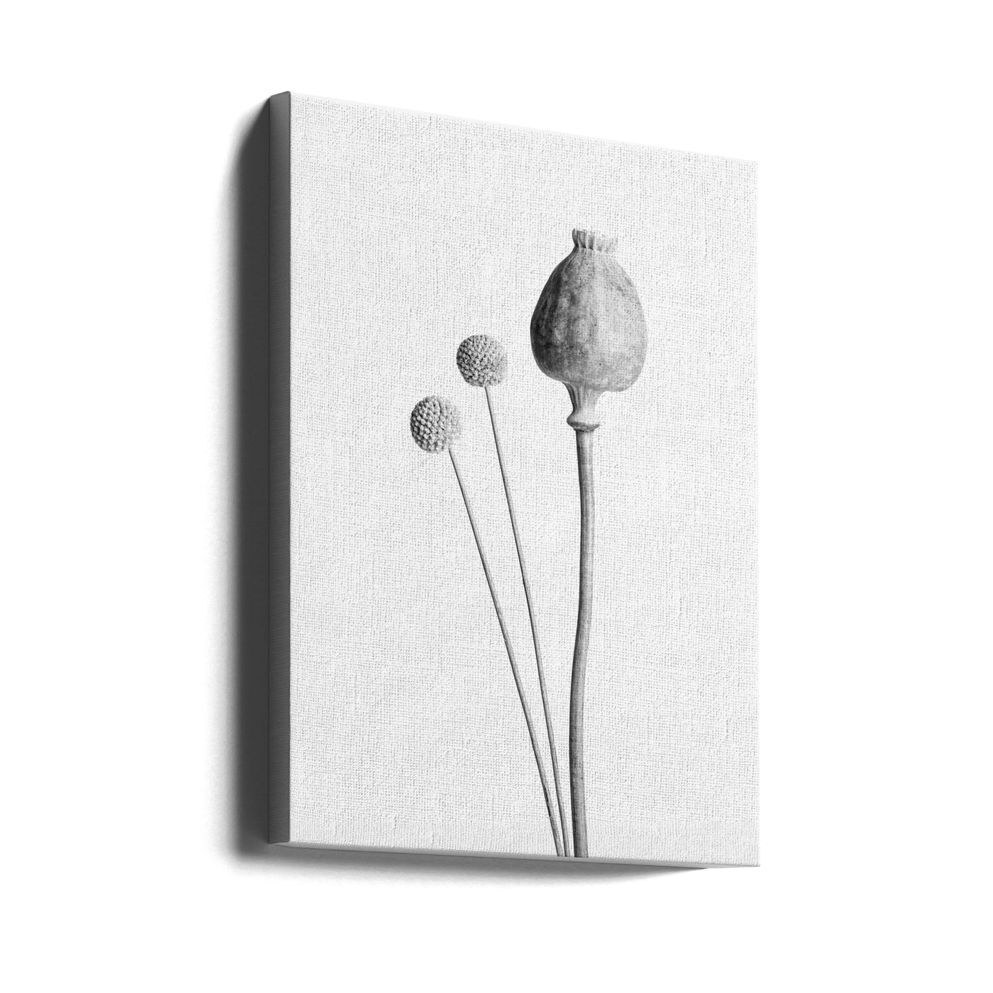 Maanzaadcapsule zwart en wit | Canvasprints