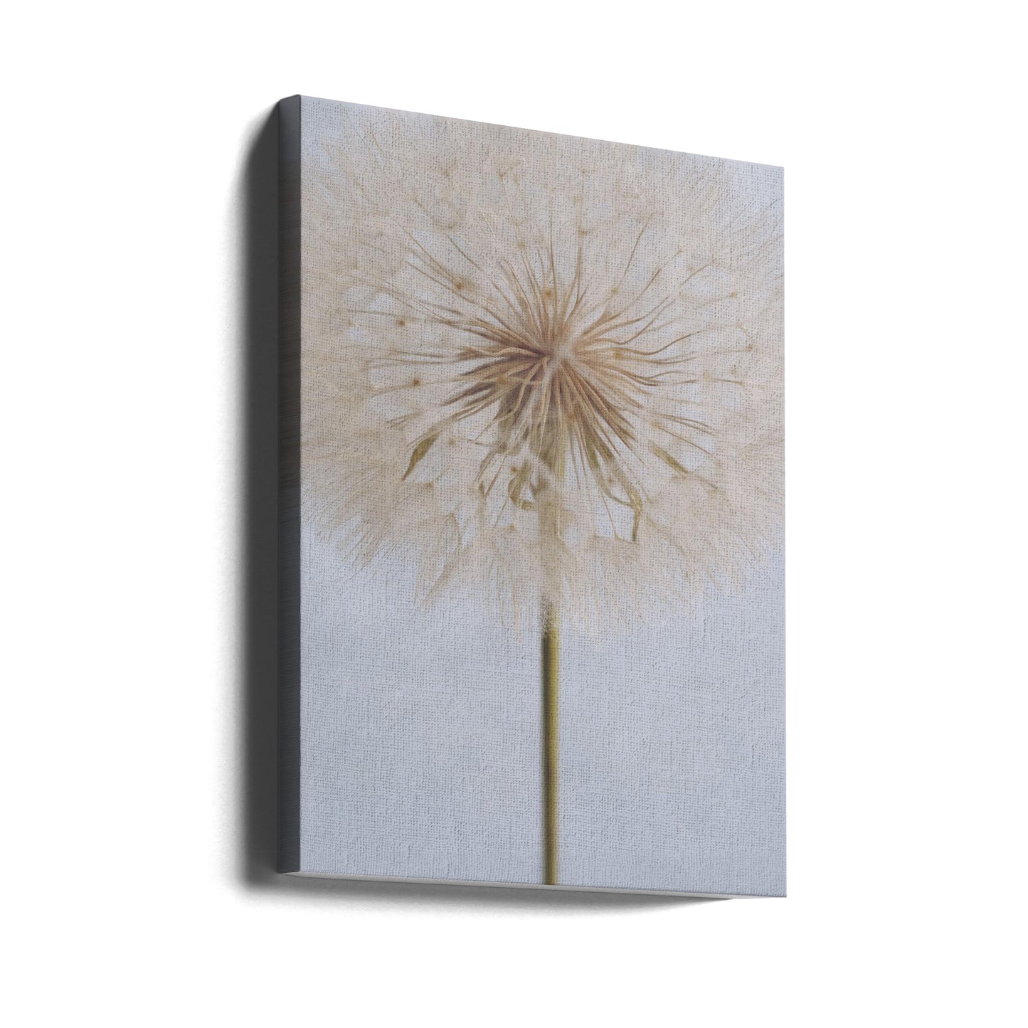 Delicate Dandelion | Canvas