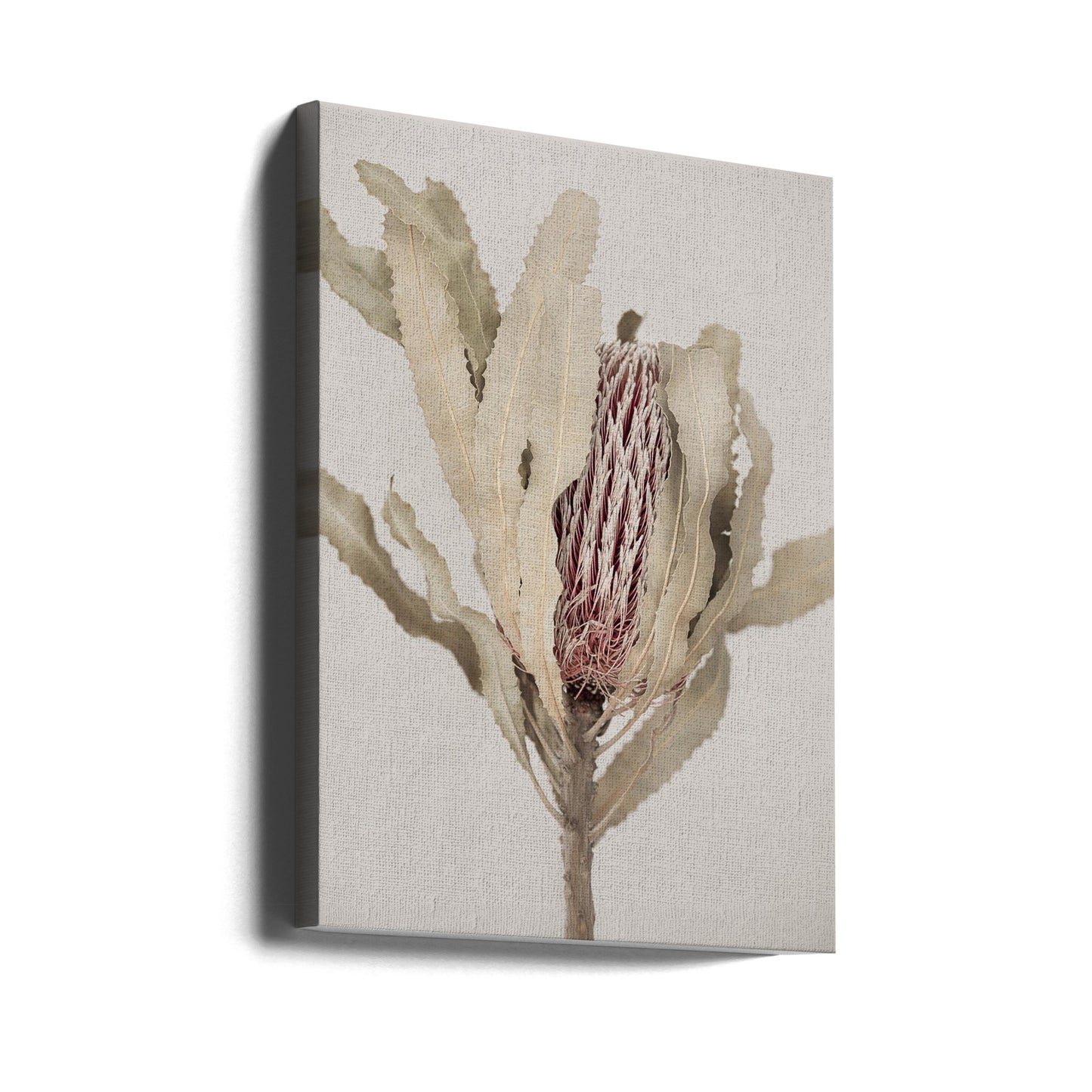 Banksia | Canvas