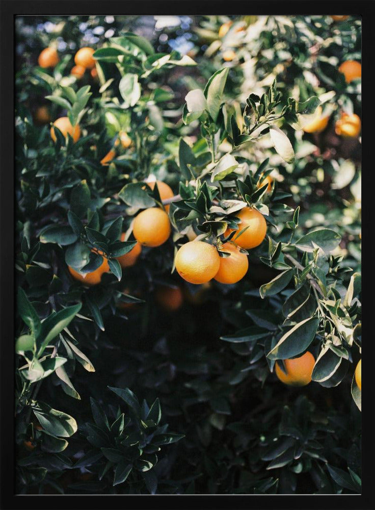 Orangen aus Marrakesch | Poster - Kunstdruck