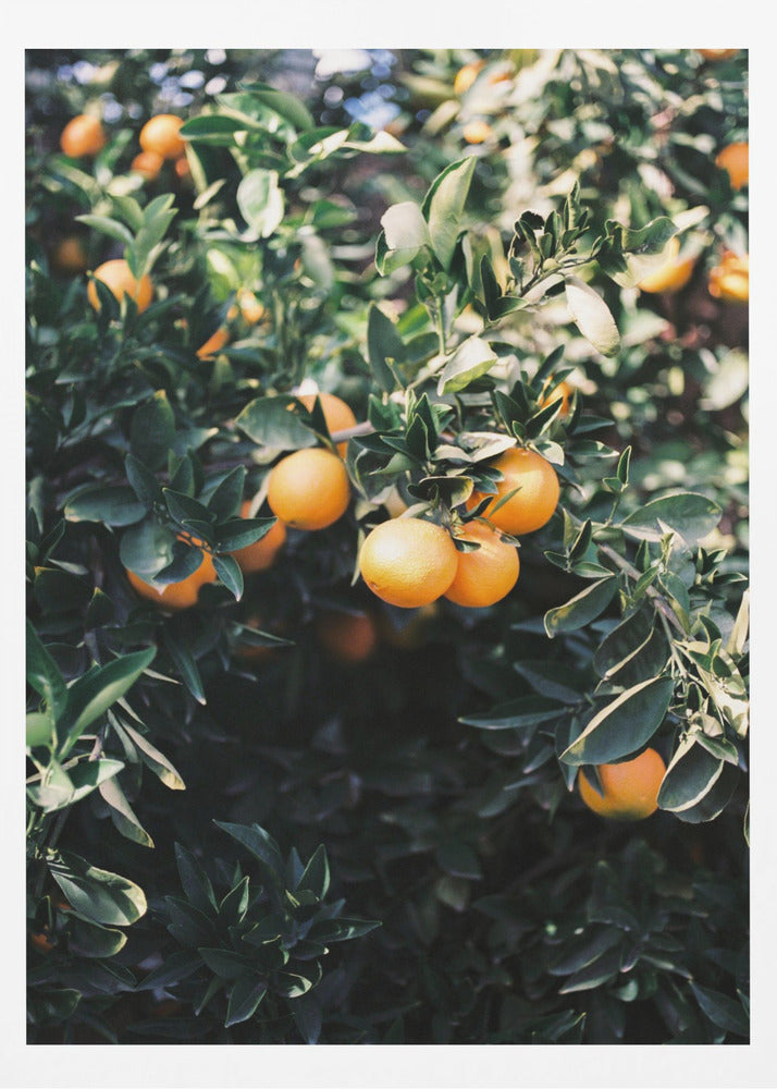 Orangen aus Marrakesch | Poster - Kunstdruck