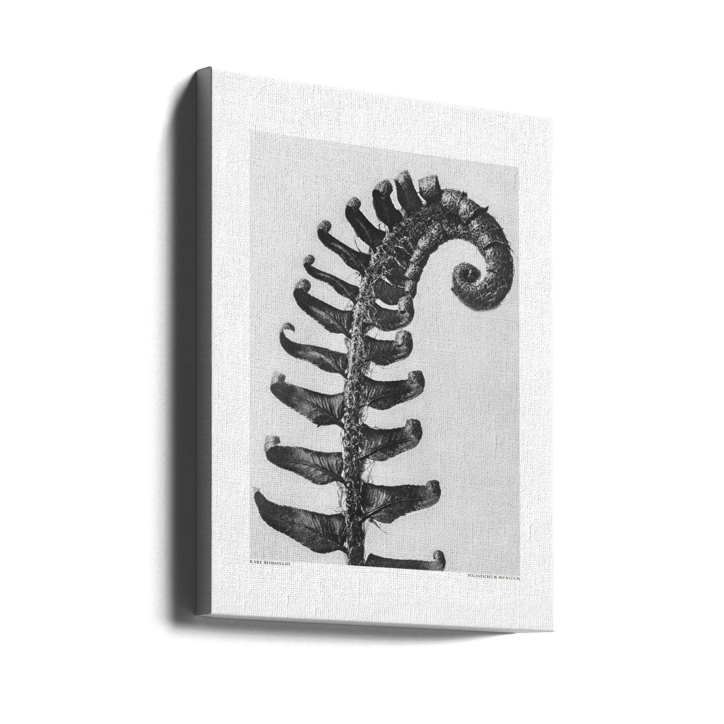 Polystichum Munitum | Tableaux sur Toile
