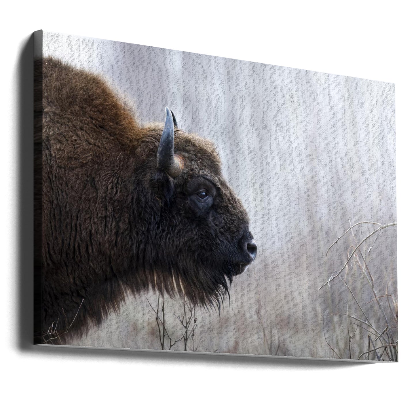 Bison's profile | Canvas