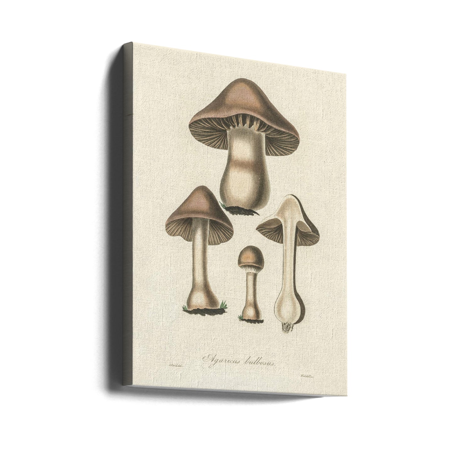 Ilustración de Agaricus Bulbosus. Botánica Médica 1836 | Impresiones en Lienzo