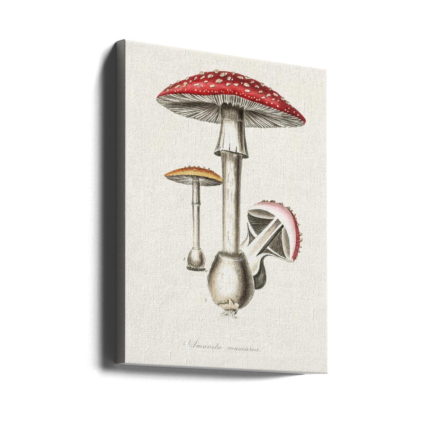 Amanita Muscaria Illustration. Medical Botany 1836 | Impresiones en Lienzo