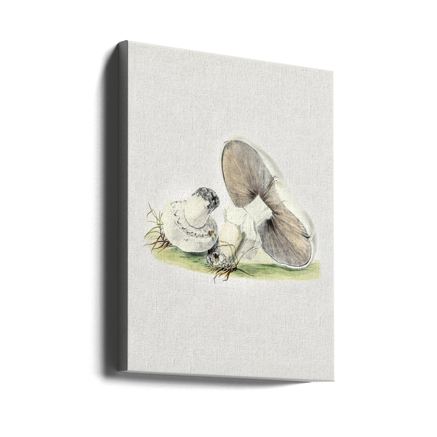 Handritad hästsvamp stående | Canvas