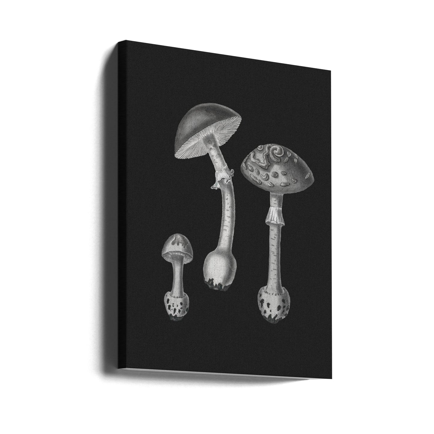 Amanita Muscaria sort baggrund BW | Lærredsbilleder
