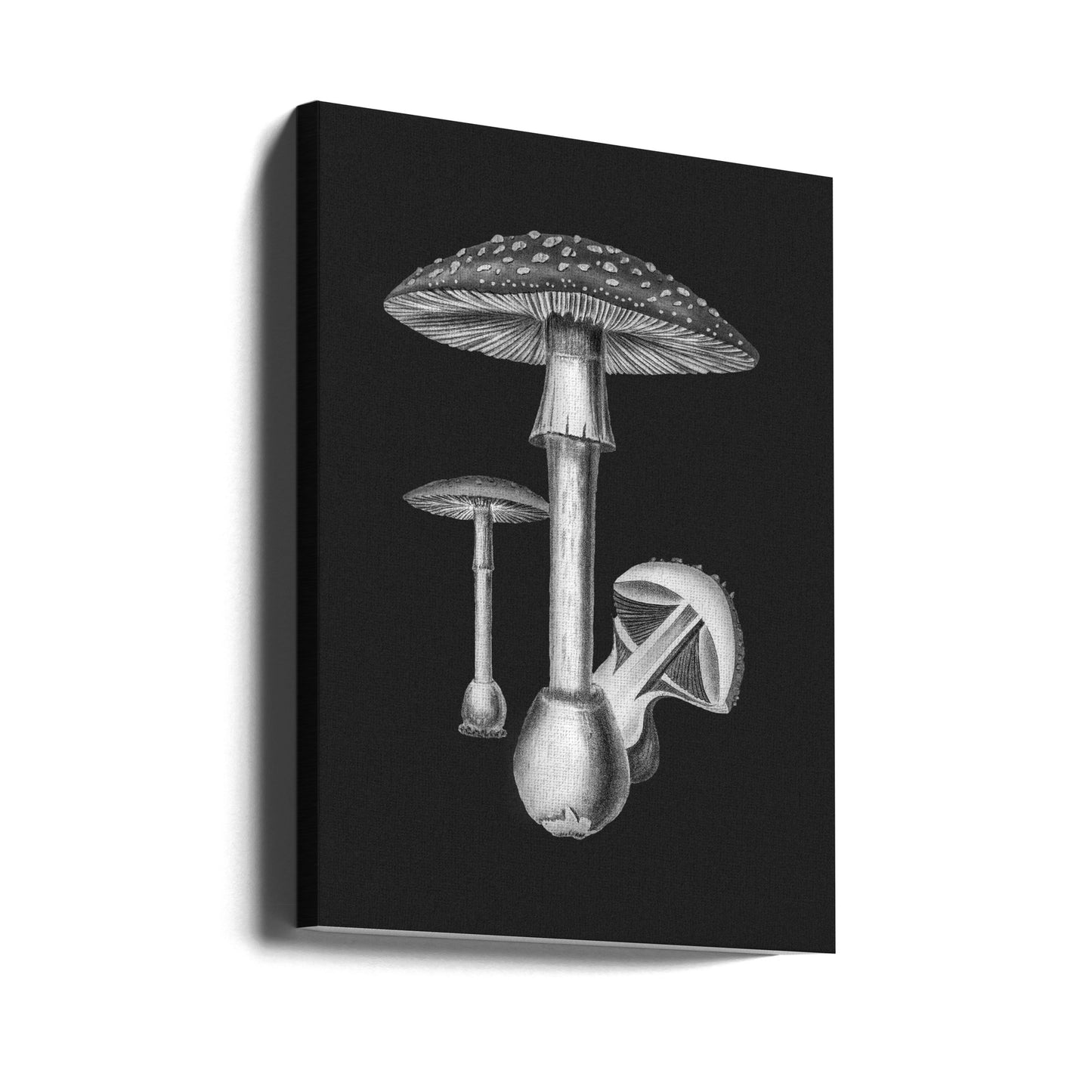 Amanita Muscaria dunkler Hintergrund SW | Leinwand-Bilder