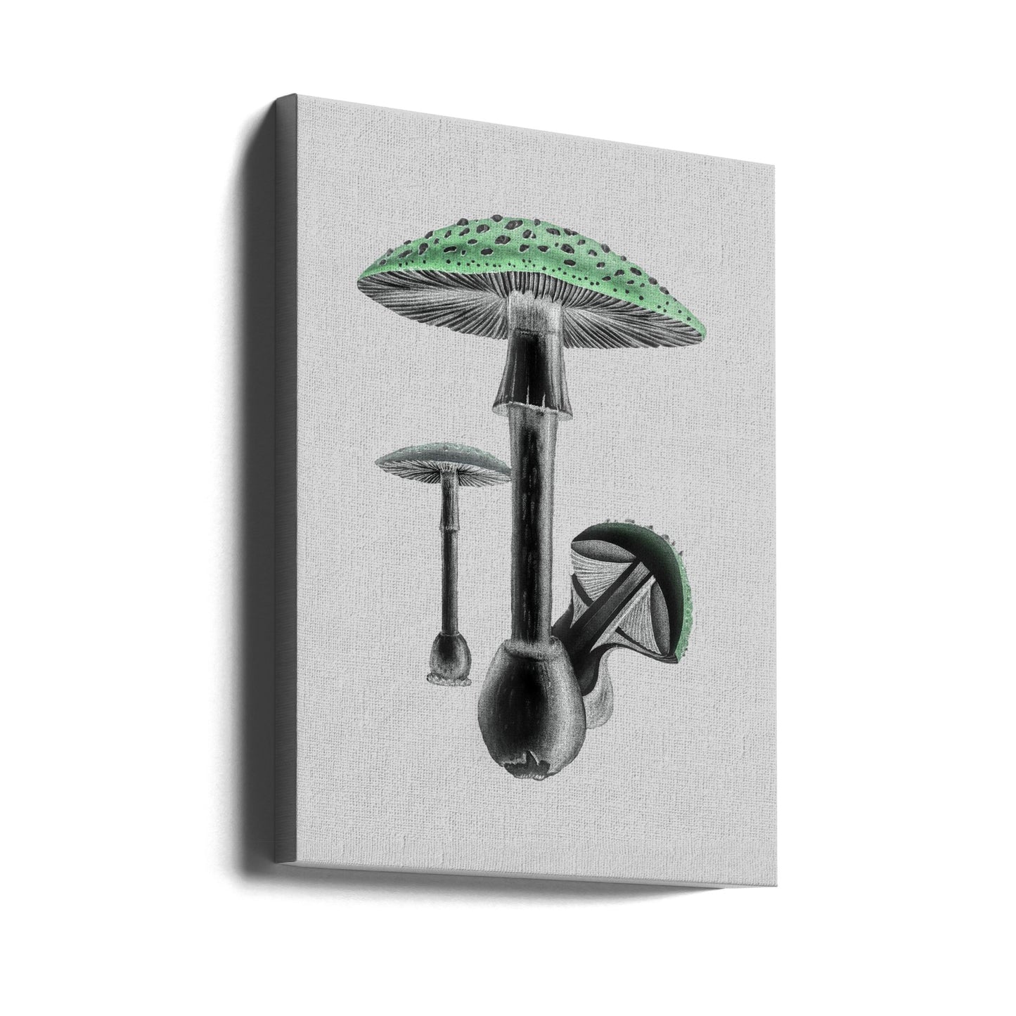 Amanita Muscaria Białe Tło Zielone | Wydruki na łótnie