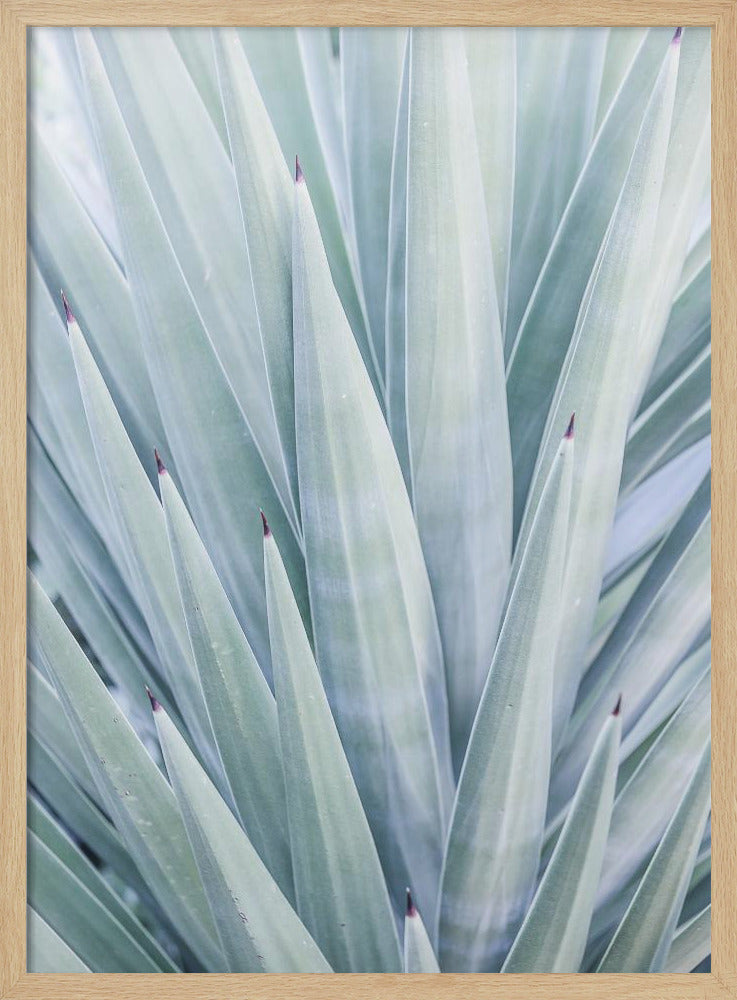 Azurblauer Agaventanz | Poster