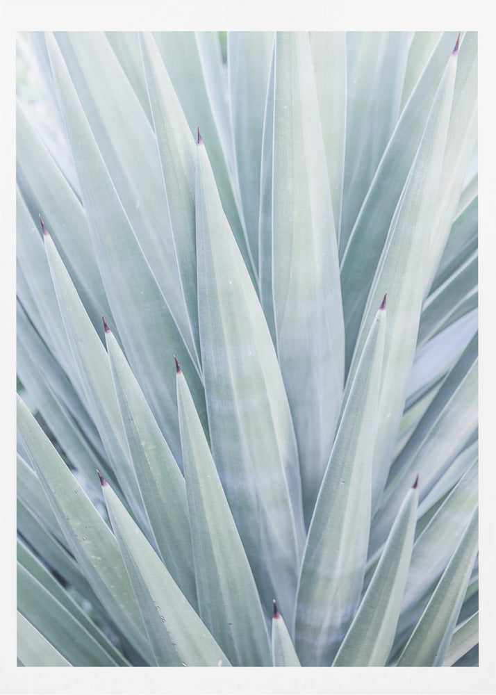 Azurblauer Agaventanz | Poster