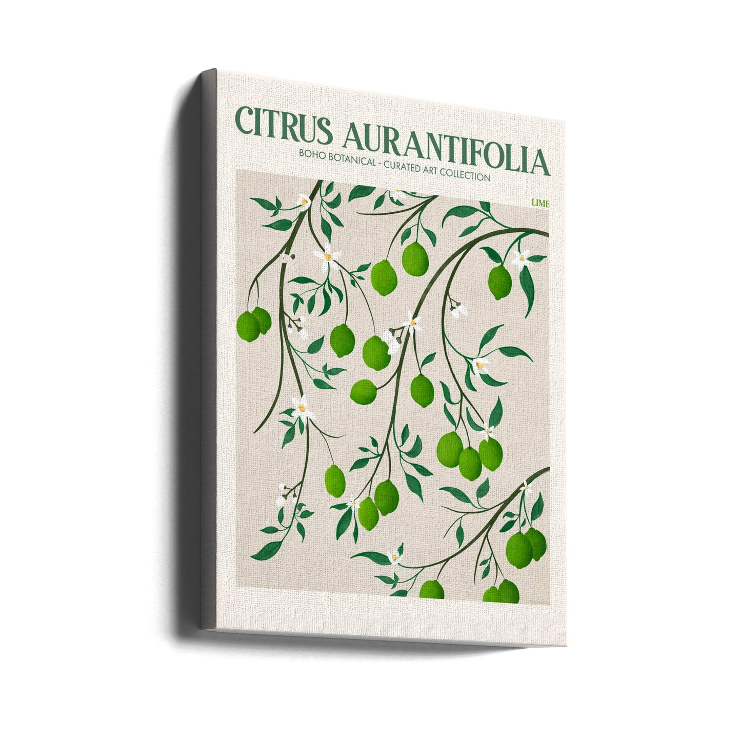 Citrus Aurantifolia - Lima | Impresiones en Lienzo