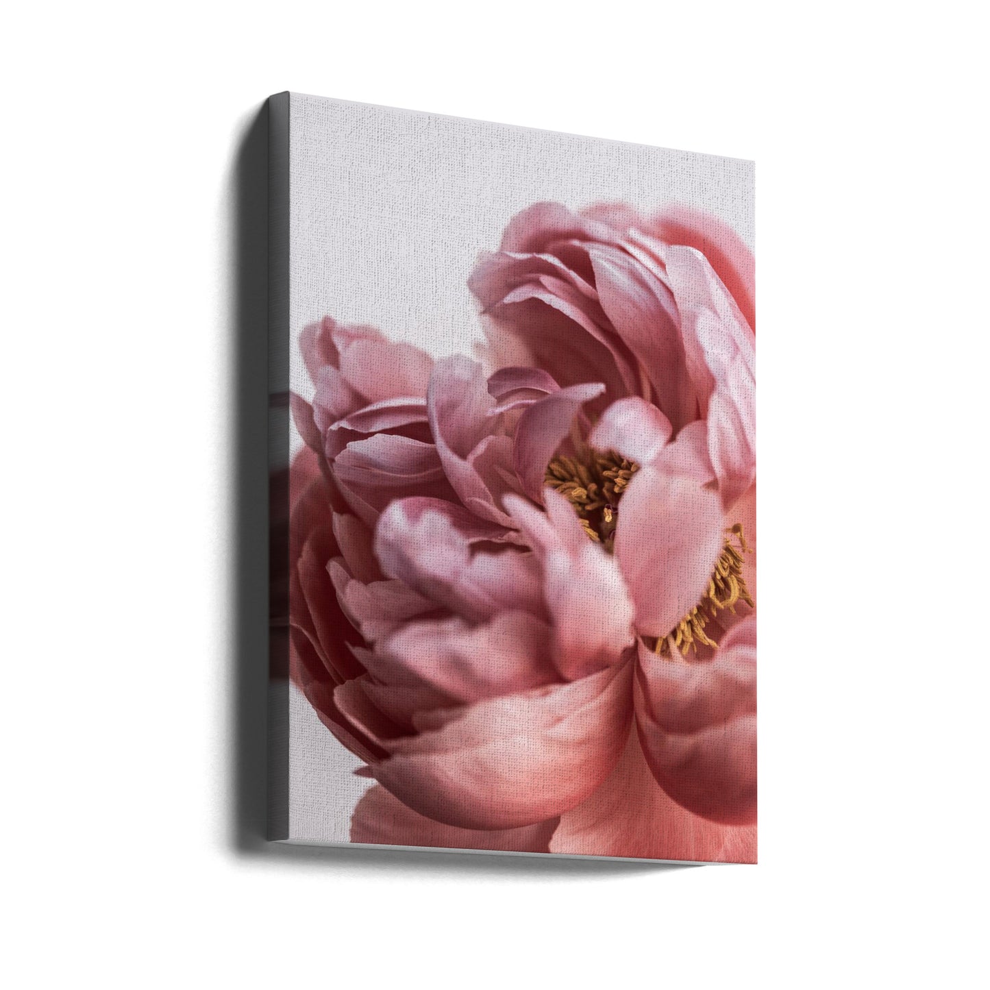 Peony | Canvas