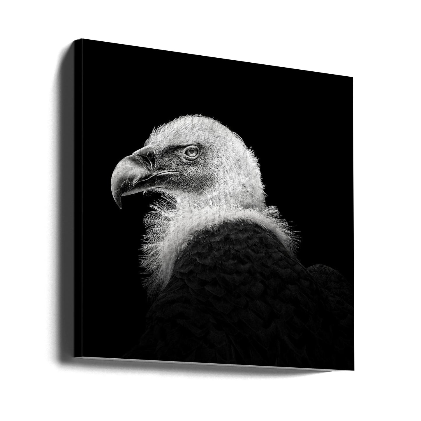Eurasian Griffon #7 | Canvas