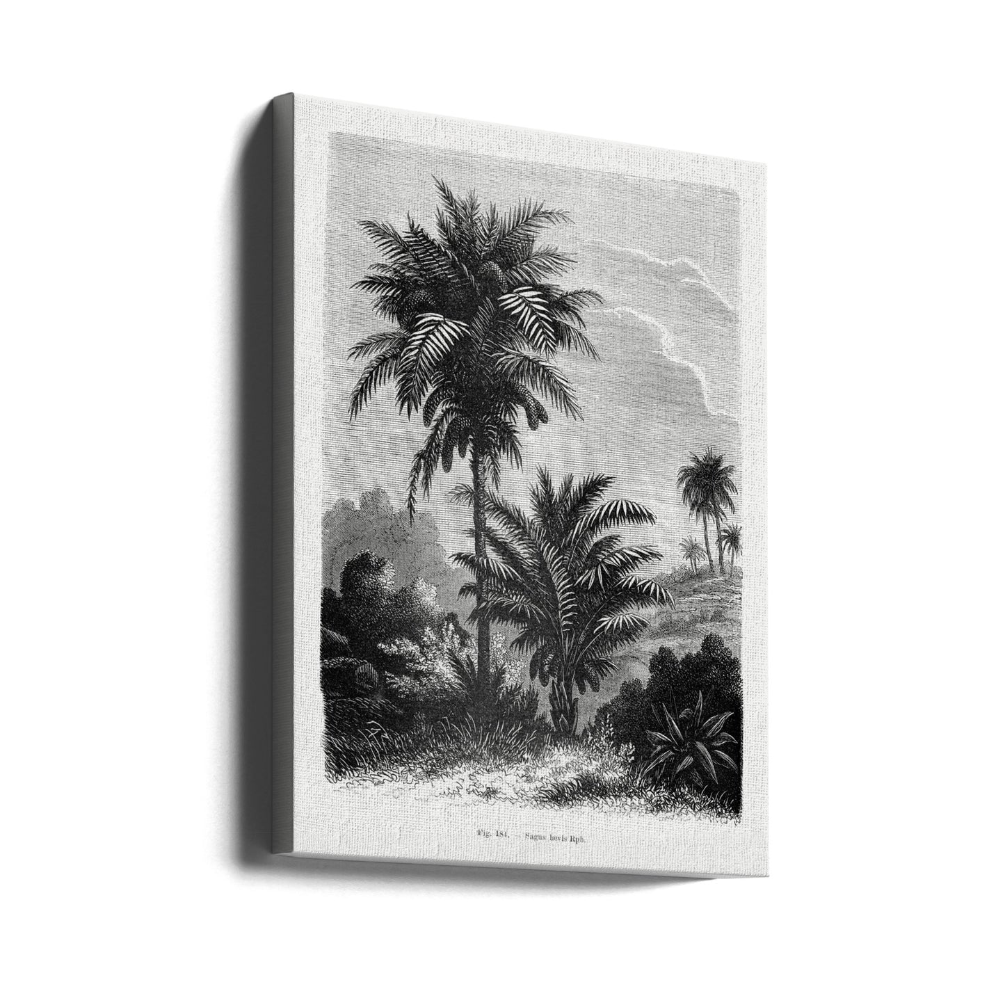Vintage-Palmenzeichnung V | Leinwand-Bilder