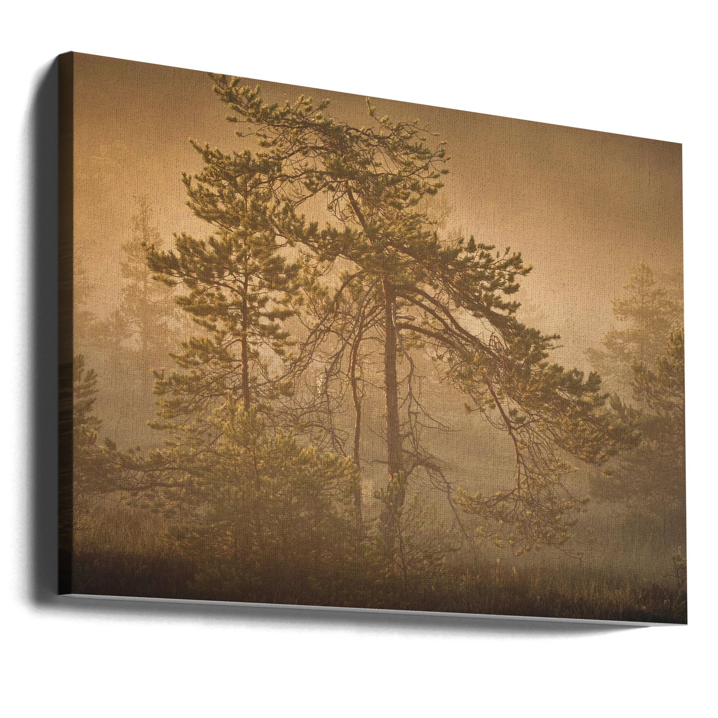 20220809 Dsf8003 1 | Canvasprints