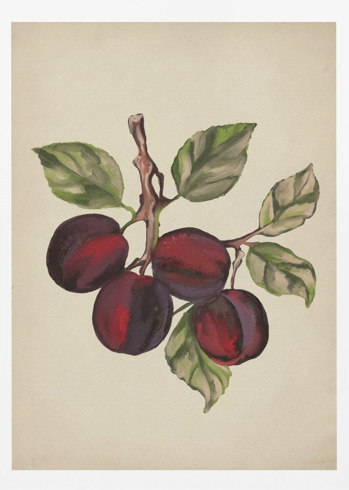 Vintage fruit collection | Poster