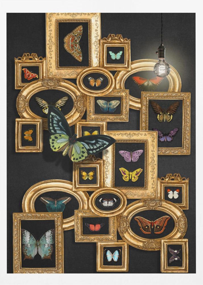 A Collection Of Butterflies | Poster