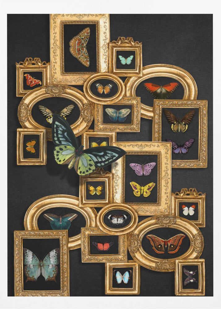 A Collection Of Butterflies | Poster