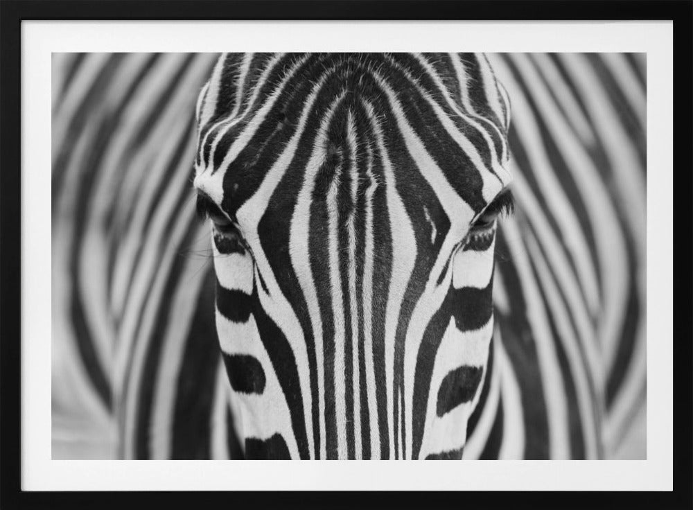 Zebra | Plakater - Kunsttryk